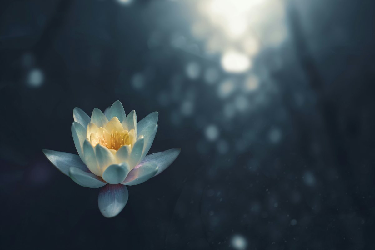 A pale water lily in bloom on dark water