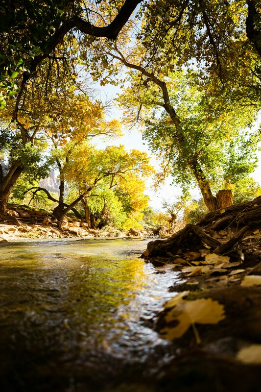 Peaceful autumn river with golden trees